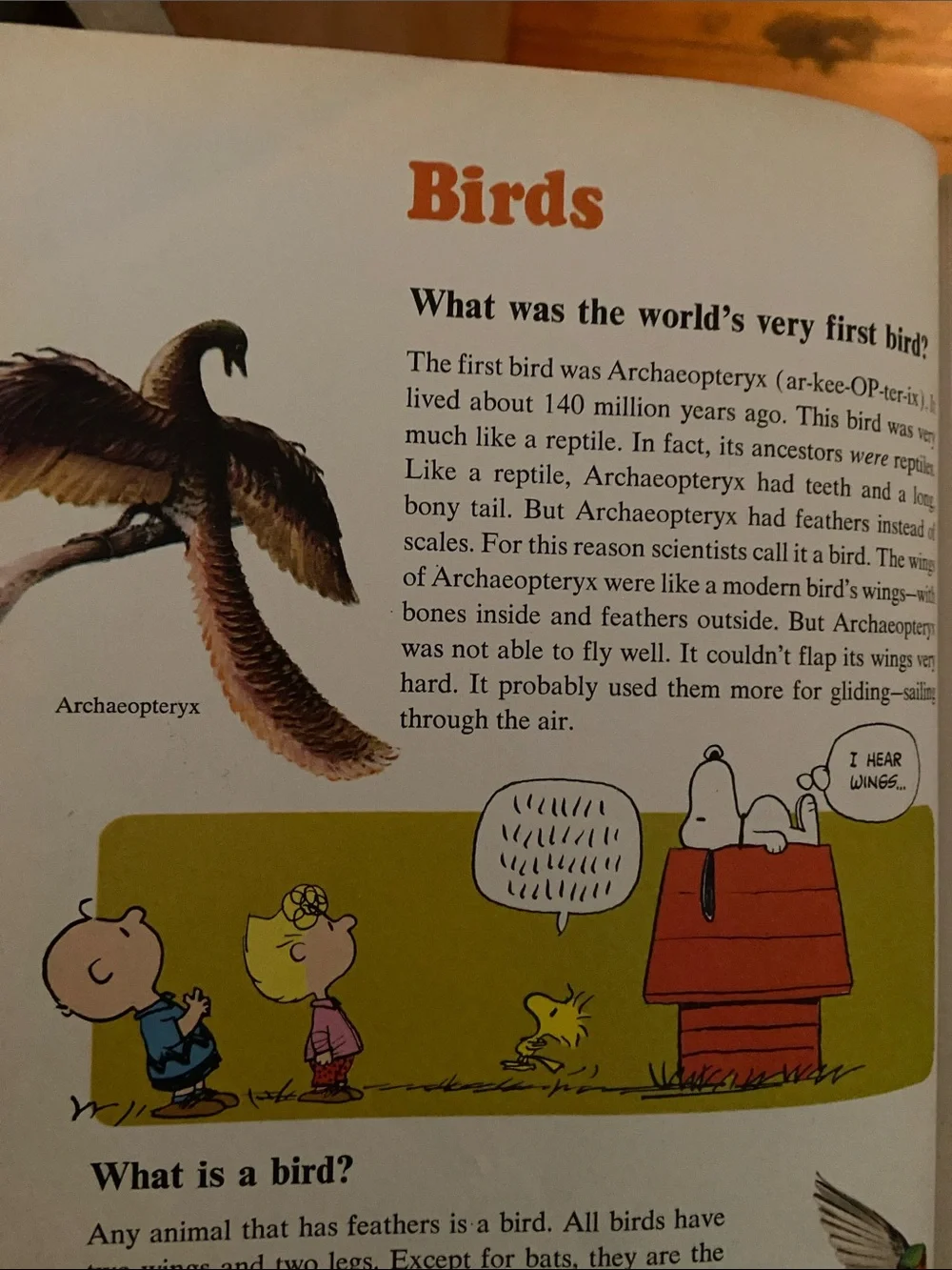 Vintage 70s 1970s Snoopy Peanuts Charlie Brown's Super Book Questions Answers hc